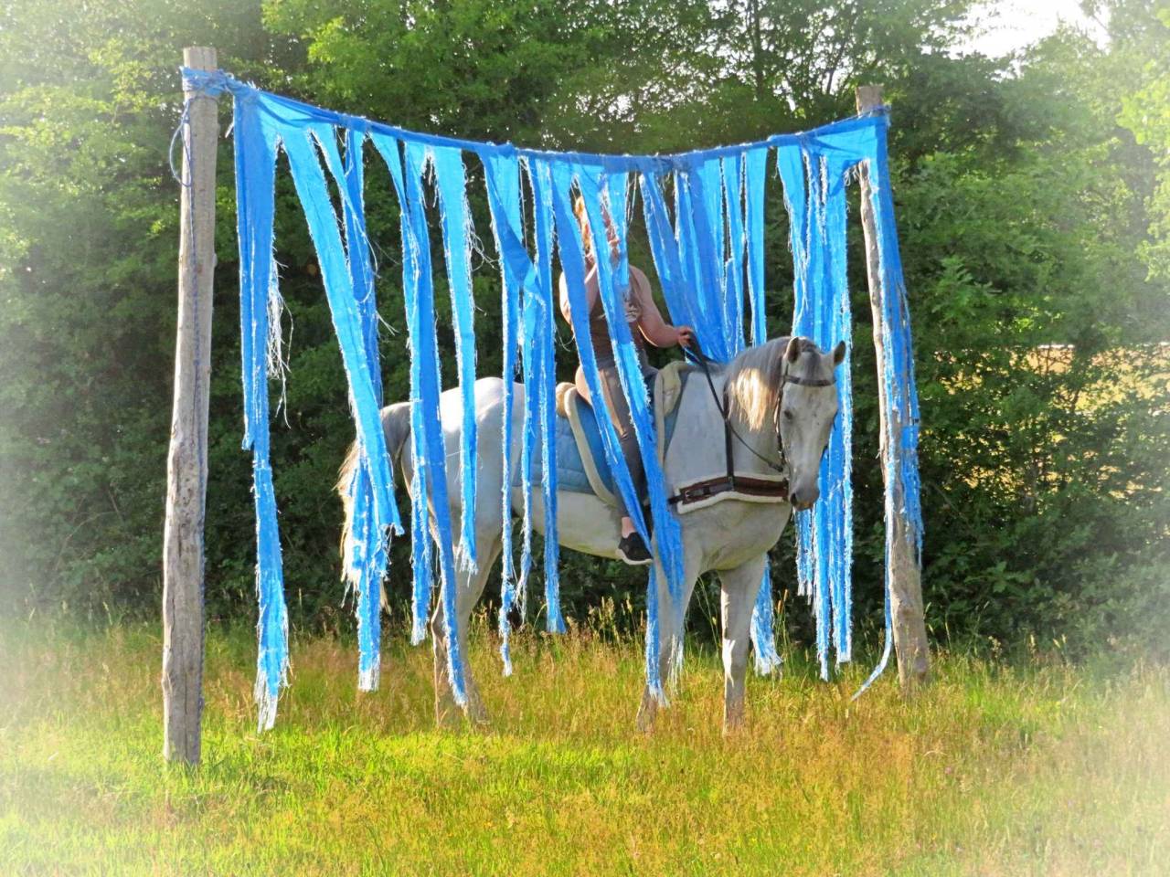 Castrone AQPS In vendita 2015 Grigio