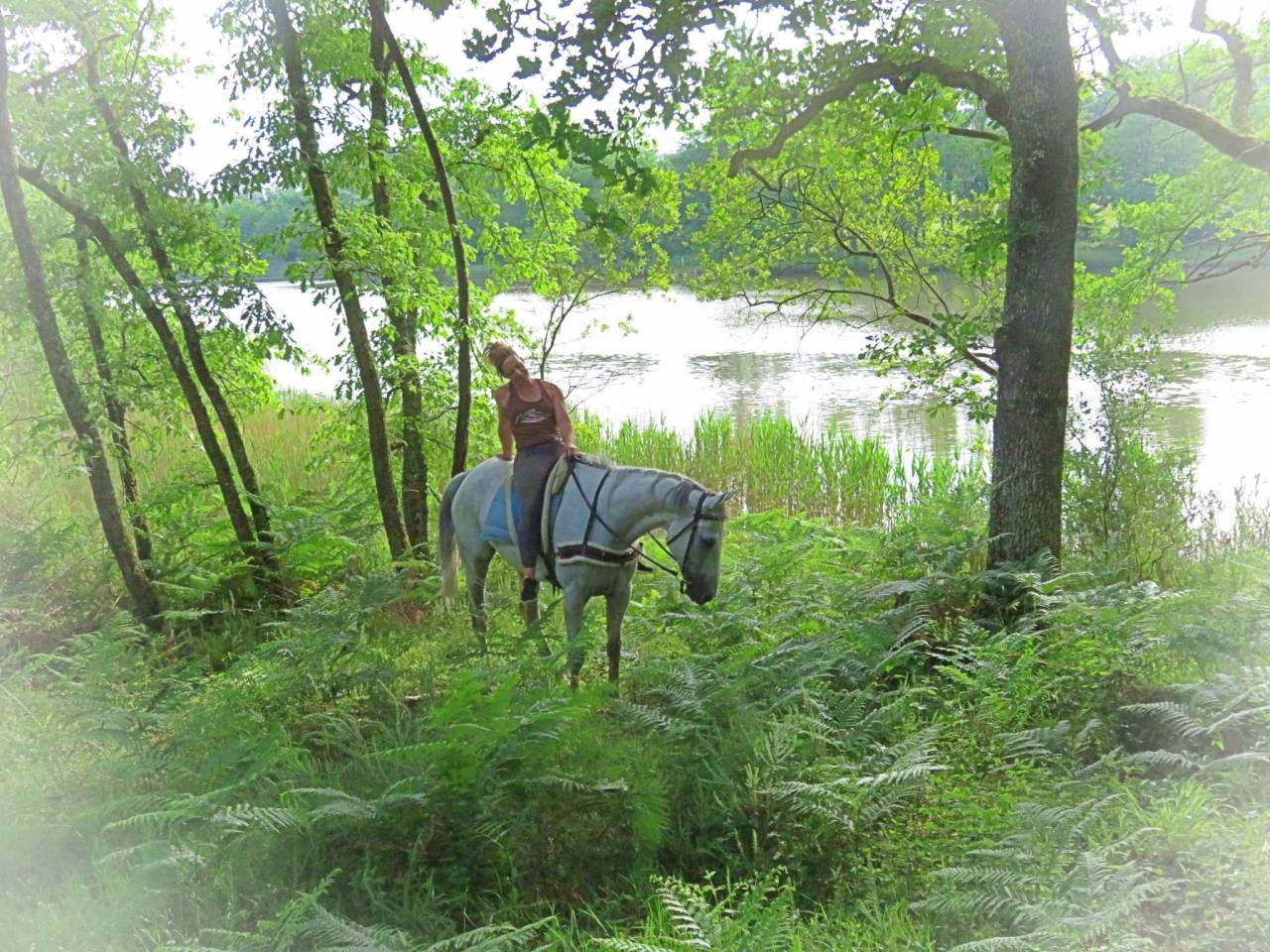 Castrone AQPS In vendita 2015 Grigio