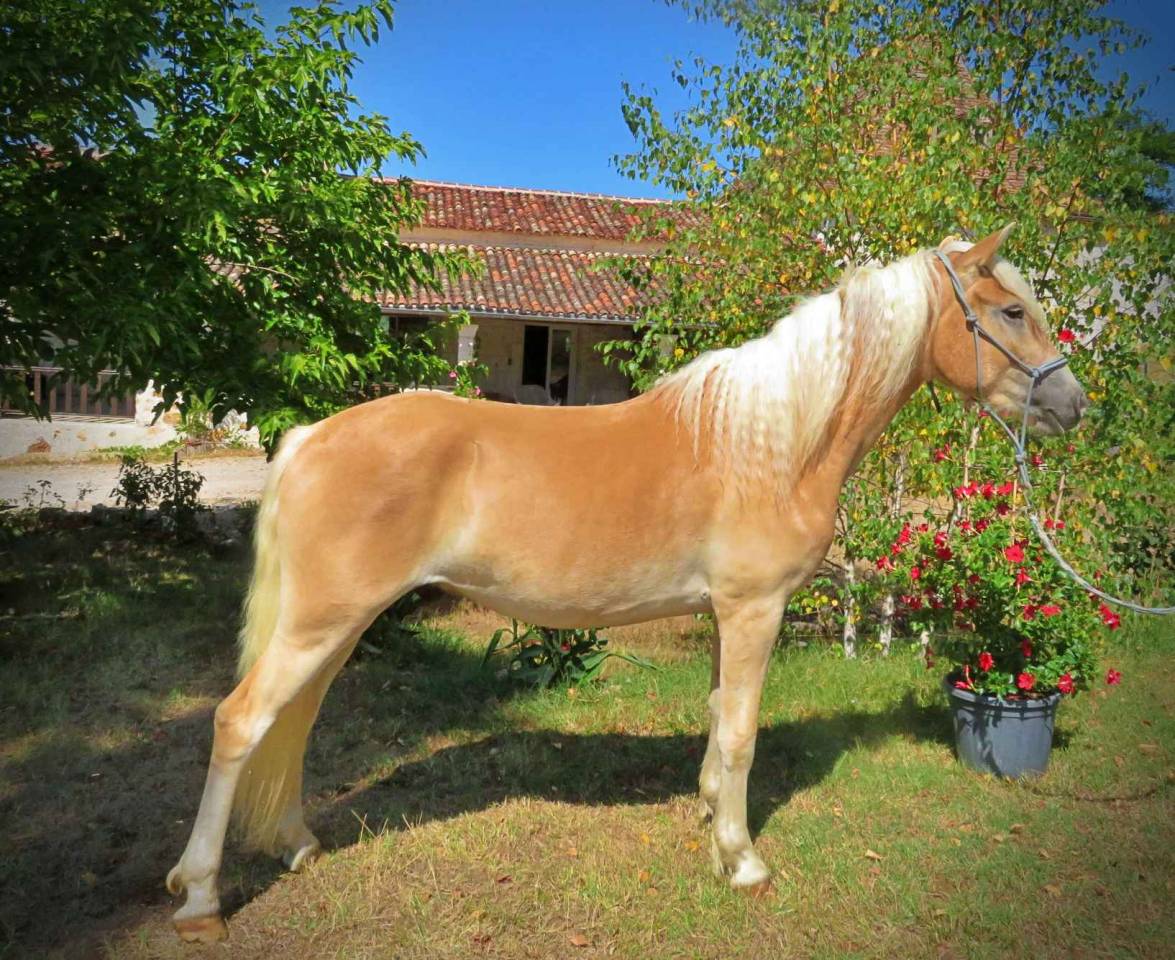 Castrone Haflinger In vendita 2022 Palomino