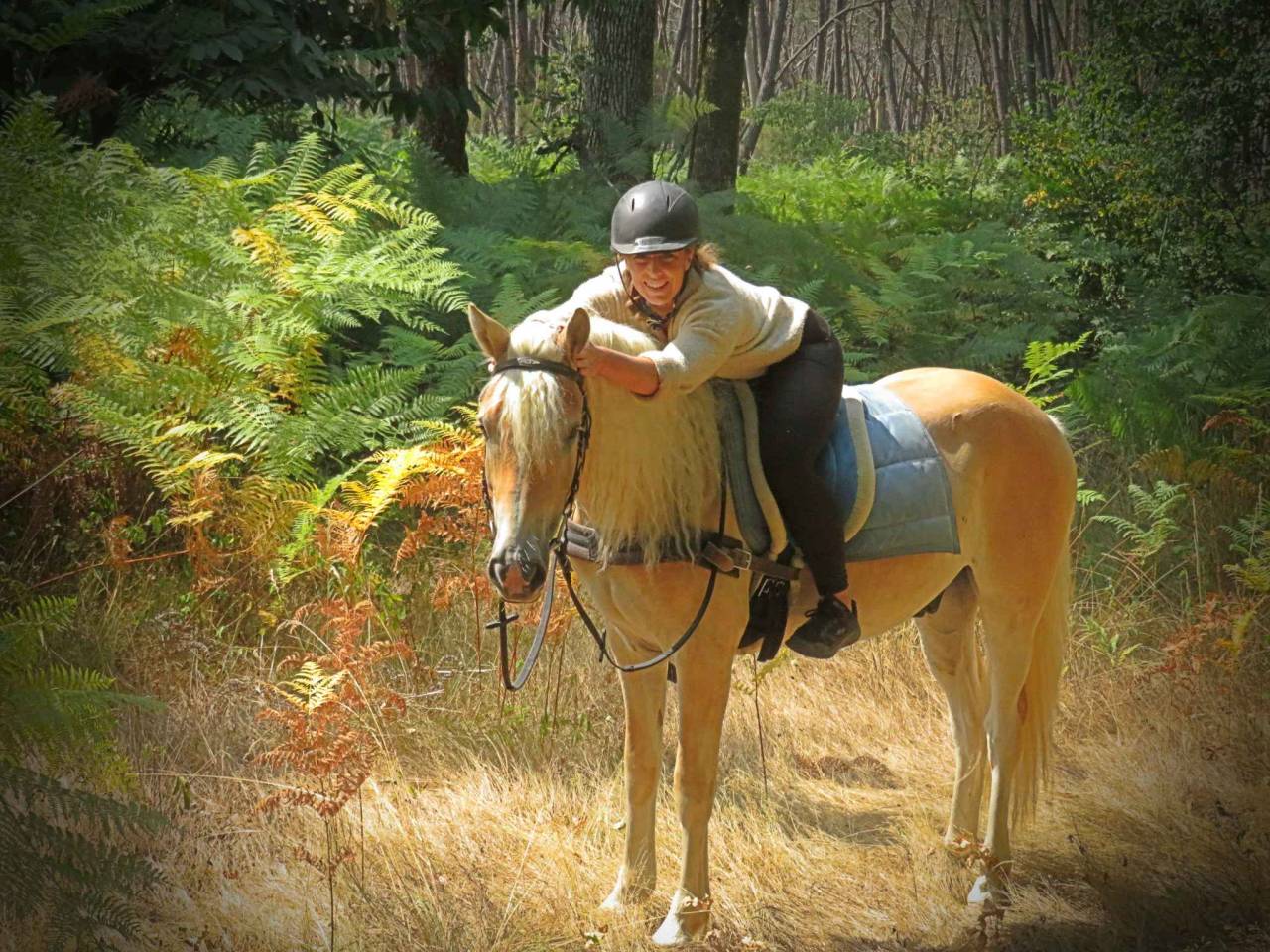 Castrone Haflinger In vendita 2022 Palomino