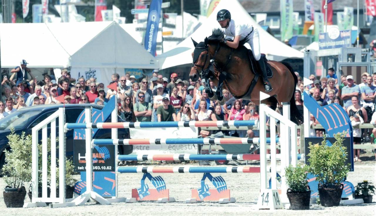 Castrone sBs Cavallo da Sport Belgio In vendita 2012 Baio scuro ,  quody