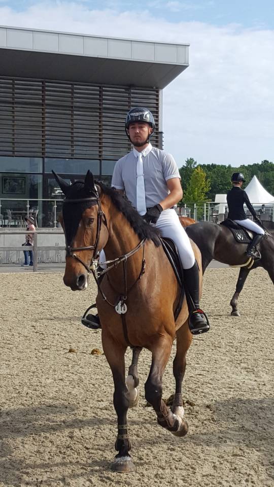 Castrone sBs Cavallo da Sport Belgio In vendita 2012 Baio scuro ,  quody