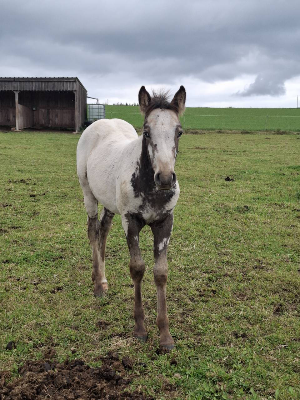 Puledra Appaloosa In vendita 2025 Isabella ,  Makee Cream Illusion