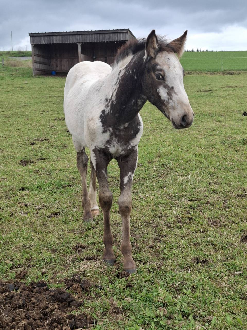 Puledra Appaloosa In vendita 2025 Isabella ,  Makee Cream Illusion