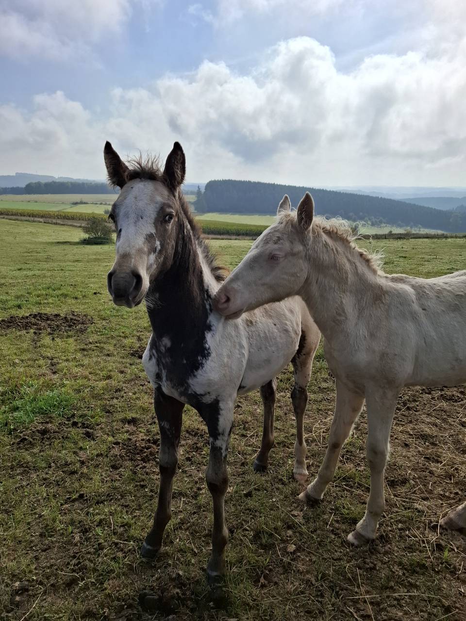 Puledra Appaloosa In vendita 2025 Isabella ,  Makee Cream Illusion