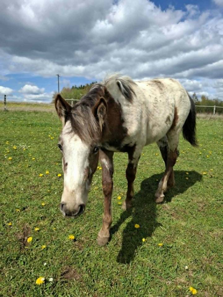 Puledra Appaloosa In vendita 2025 Isabella ,  Makee Cream Illusion