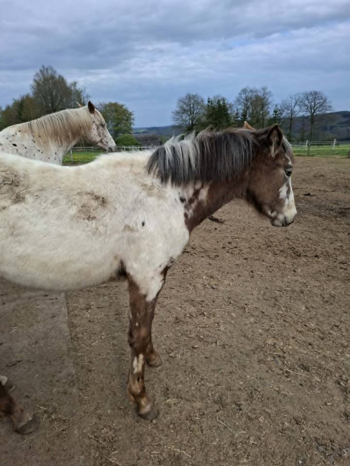 Puledra Appaloosa In vendita 2025 Isabella ,  Makee Cream Illusion