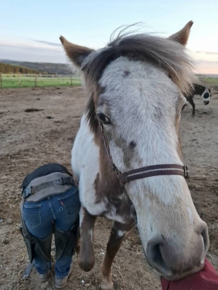 Puledra Appaloosa In vendita 2025 Isabella ,  Makee Cream Illusion