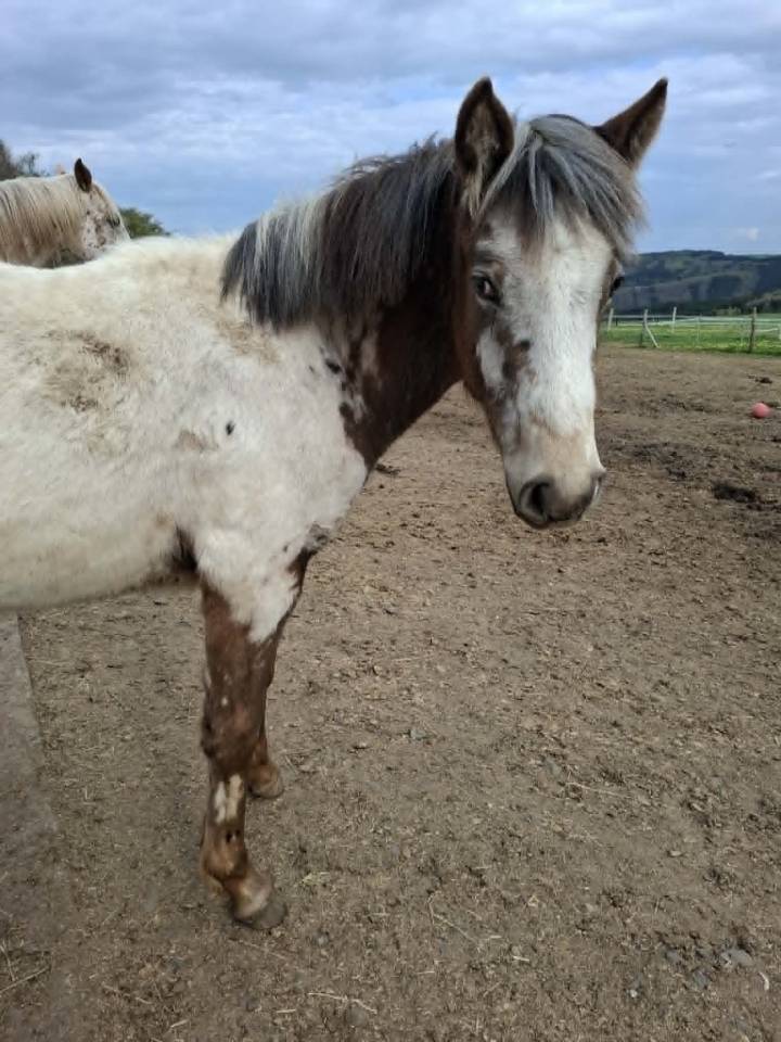 Puledra Appaloosa In vendita 2025 Isabella ,  Makee Cream Illusion