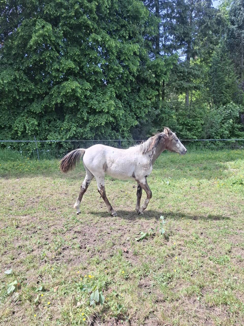 Puledra Appaloosa In vendita 2025 Isabella ,  Makee Cream Illusion