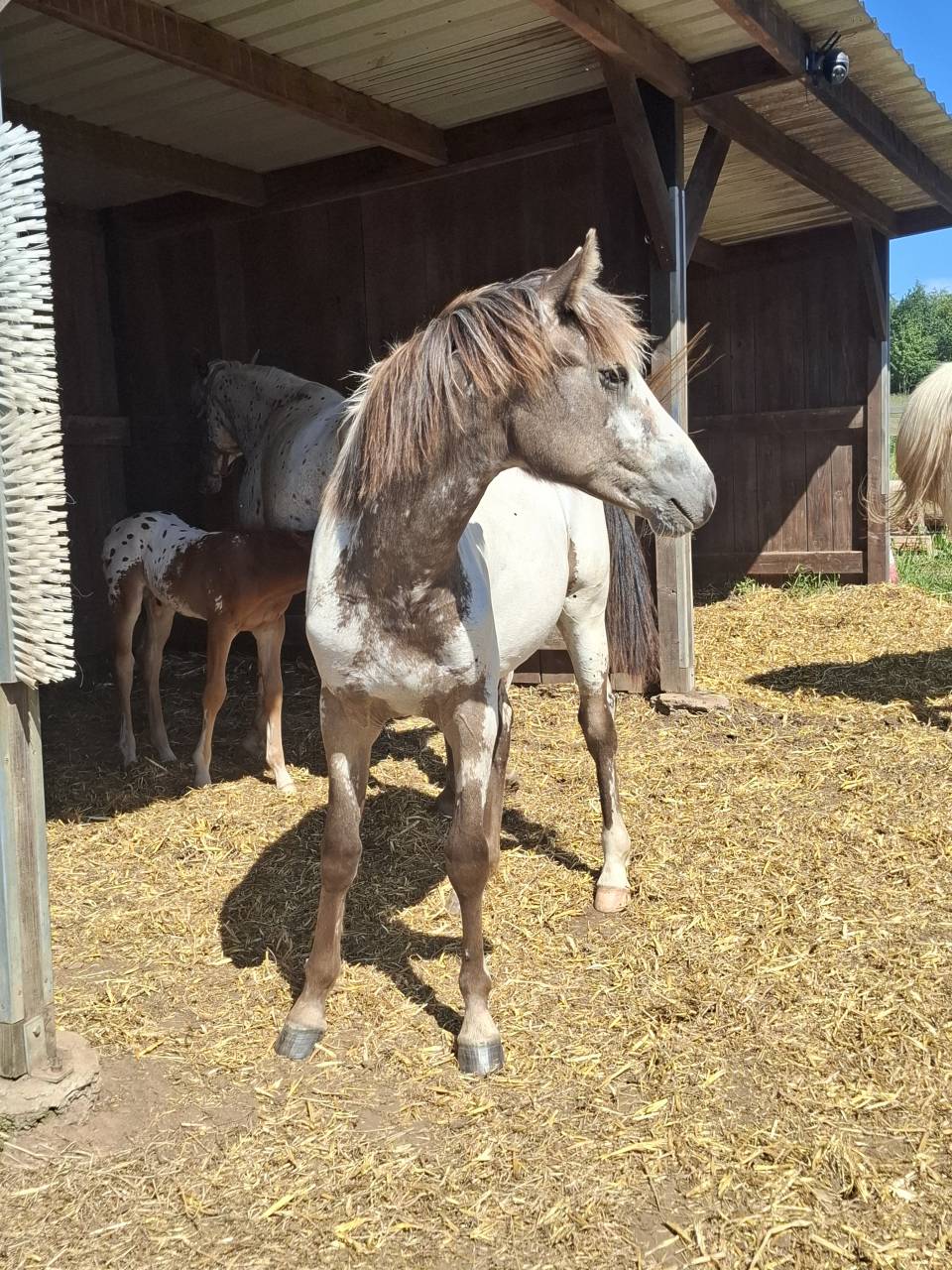 Puledra Appaloosa In vendita 2025 Isabella ,  Makee Cream Illusion