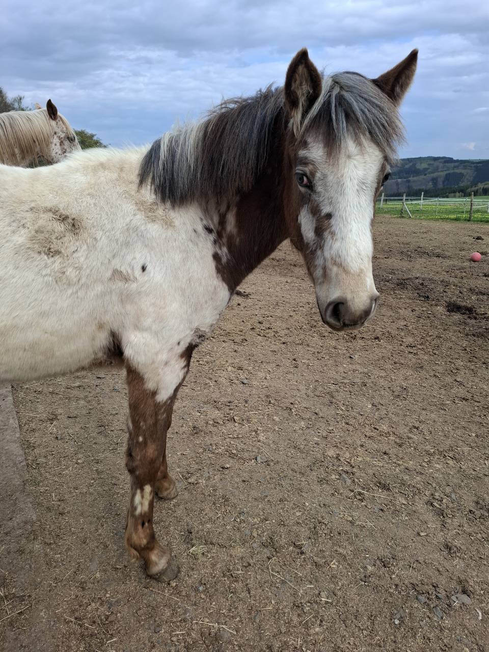Puledra Appaloosa In vendita 2025 Isabella ,  Makee Cream Illusion
