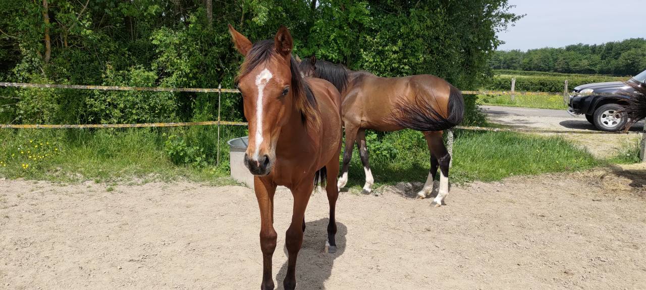 Castrone Sella Francese In vendita 2024 Baio ,  Arezzo VDL