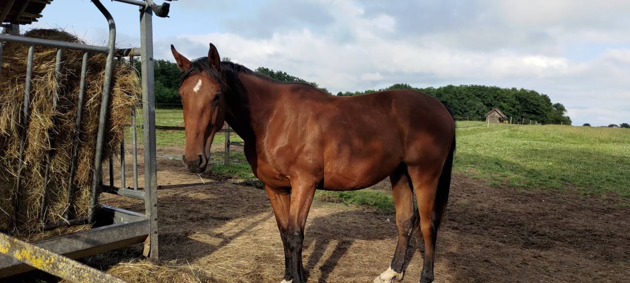 Castrone Sella Francese In vendita 2023 Baio ,  Andiamo semilly