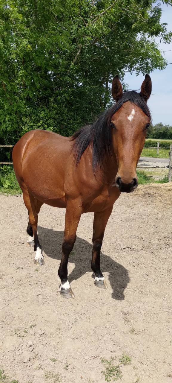 Castrone Sella Francese In vendita 2023 Baio ,  Andiamo semilly