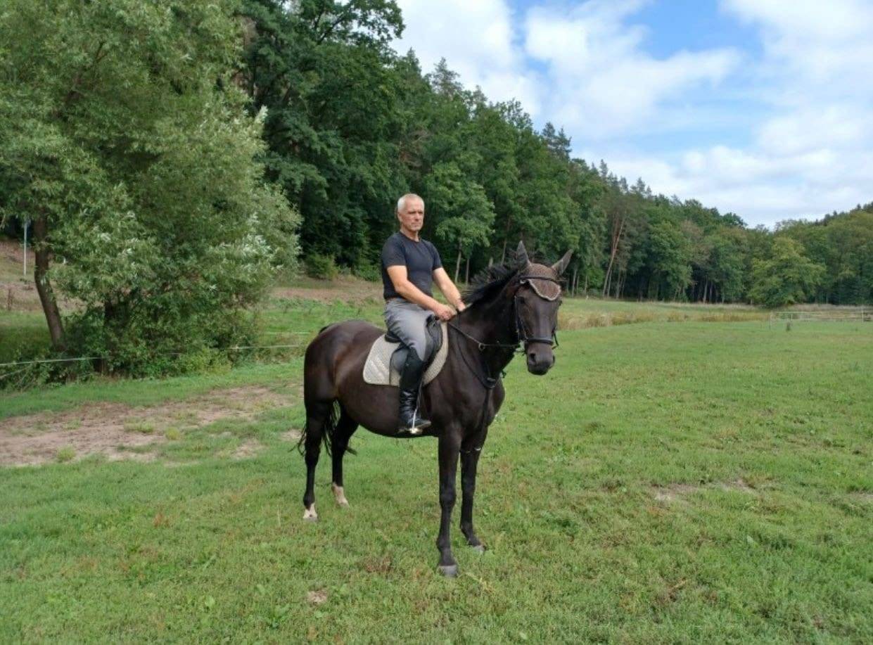 Jument de sport hanovrien 