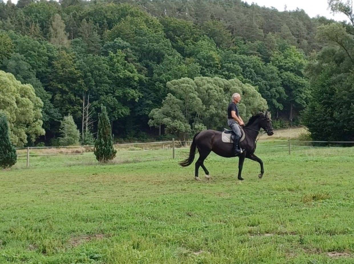 Jument de sport hanovrien 