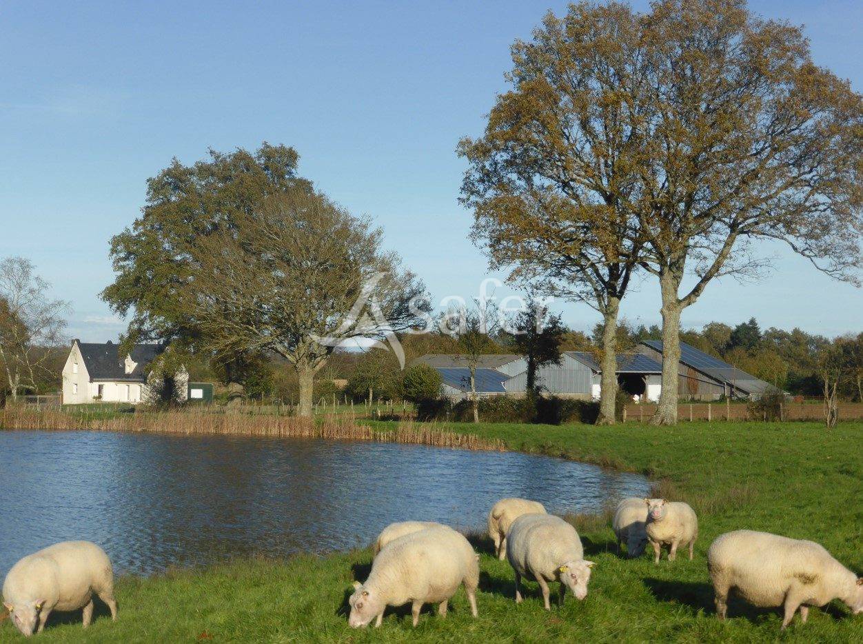 Azienda ovina In vendita Maine-et-Loire