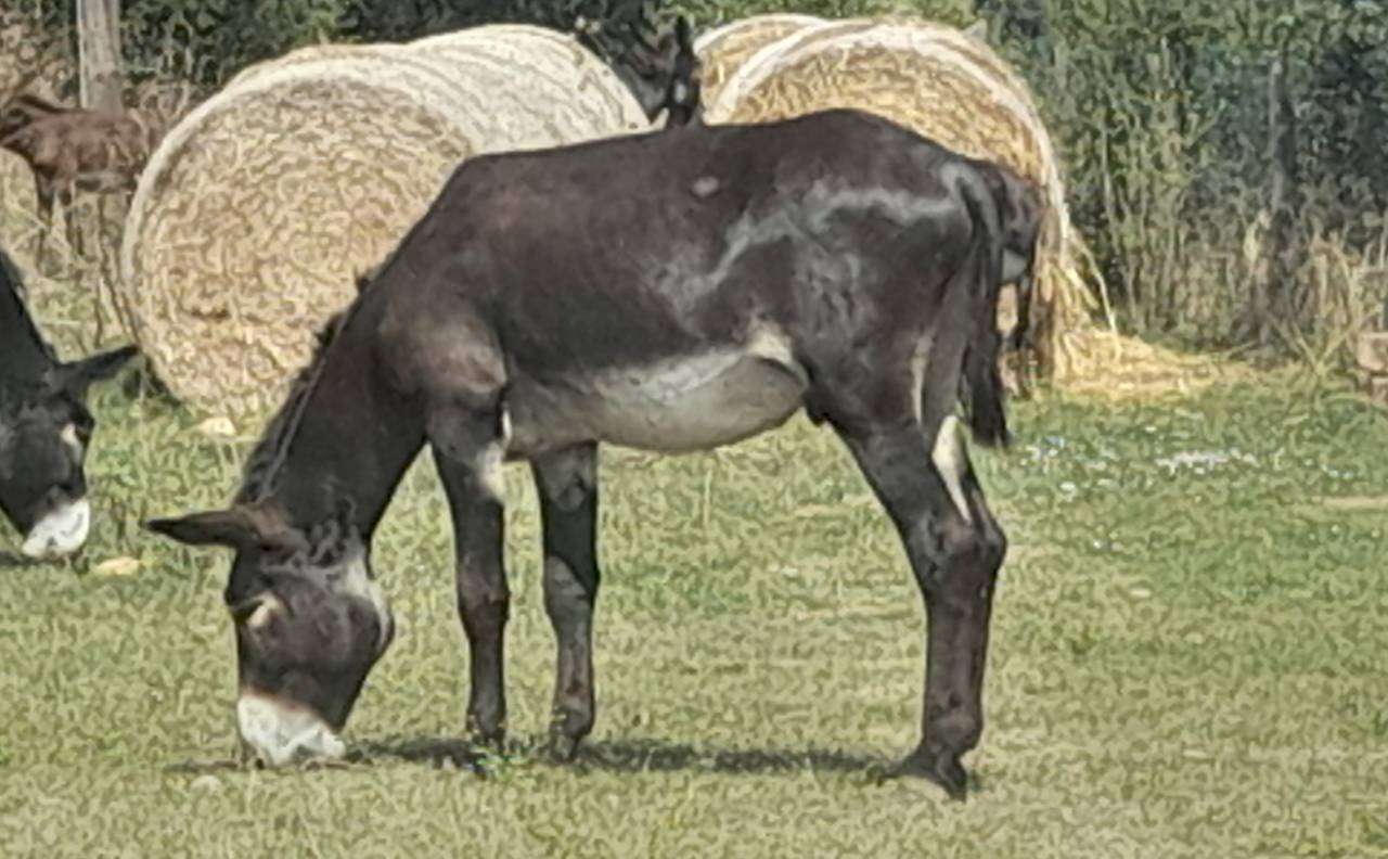 Asno Catalan In vendita 2020 Nero