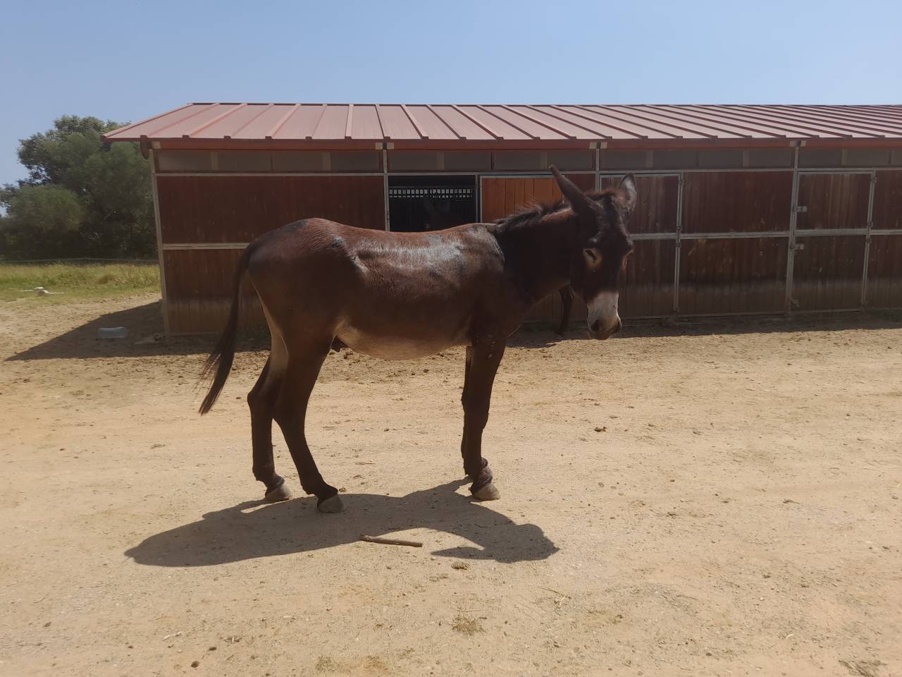 Asno Catalan In vendita 2020 Nero