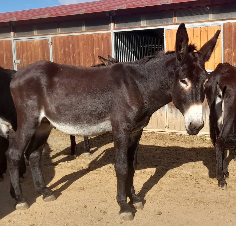 Asno Catalan In vendita 2020 Nero
