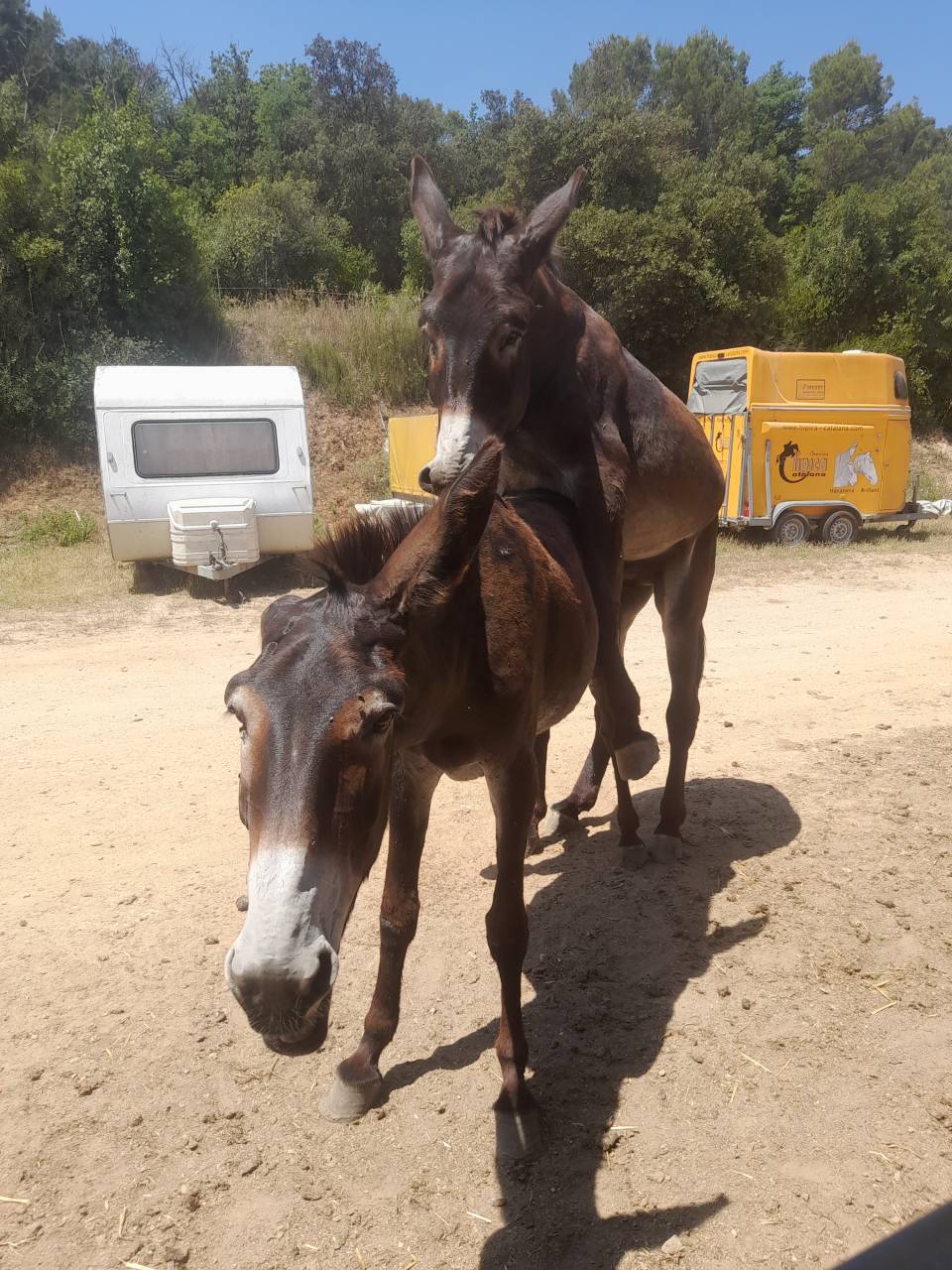 Asno Catalan In vendita 2020 Nero