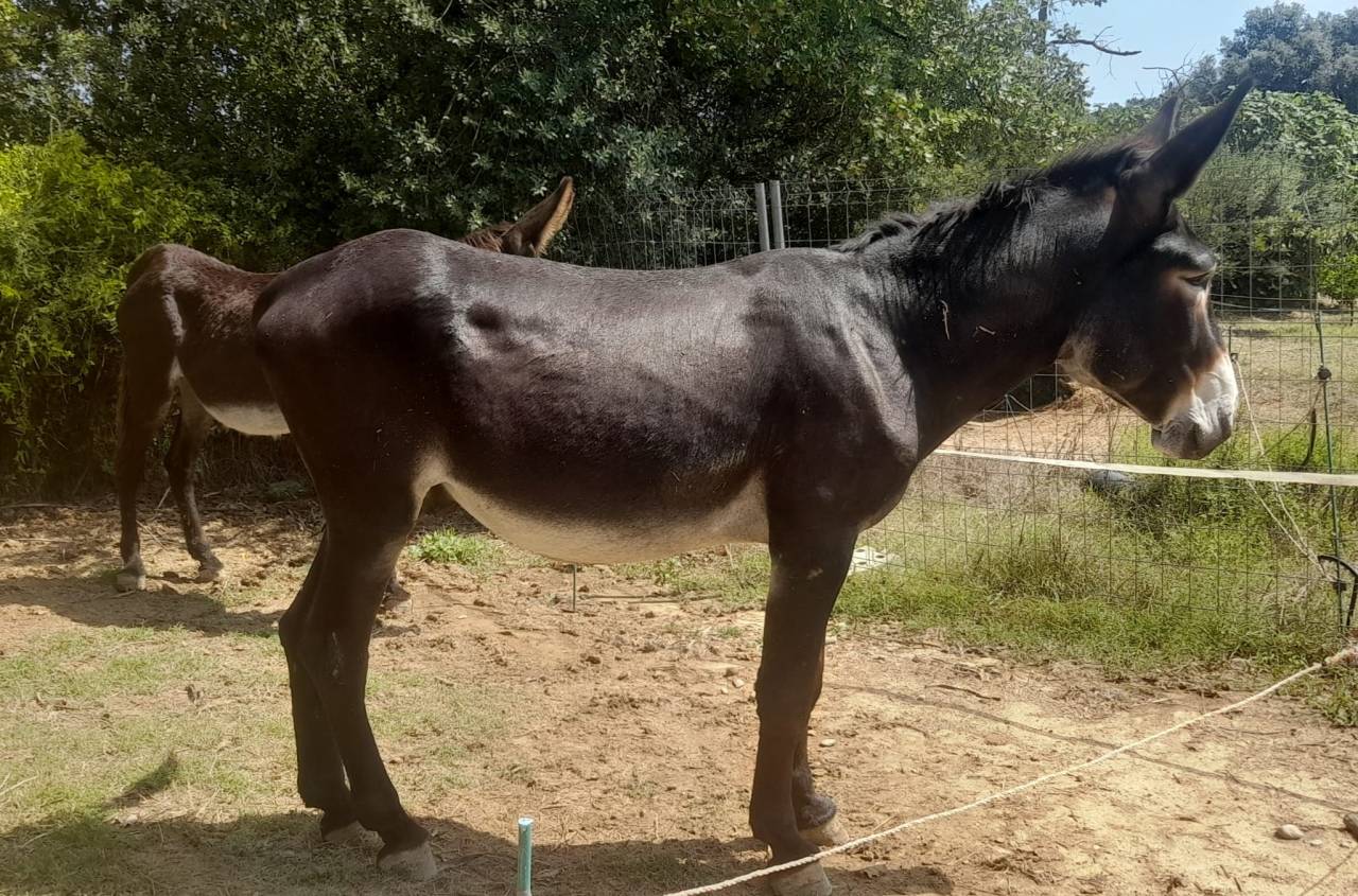 Asno Catalan In vendita 2020 Nero