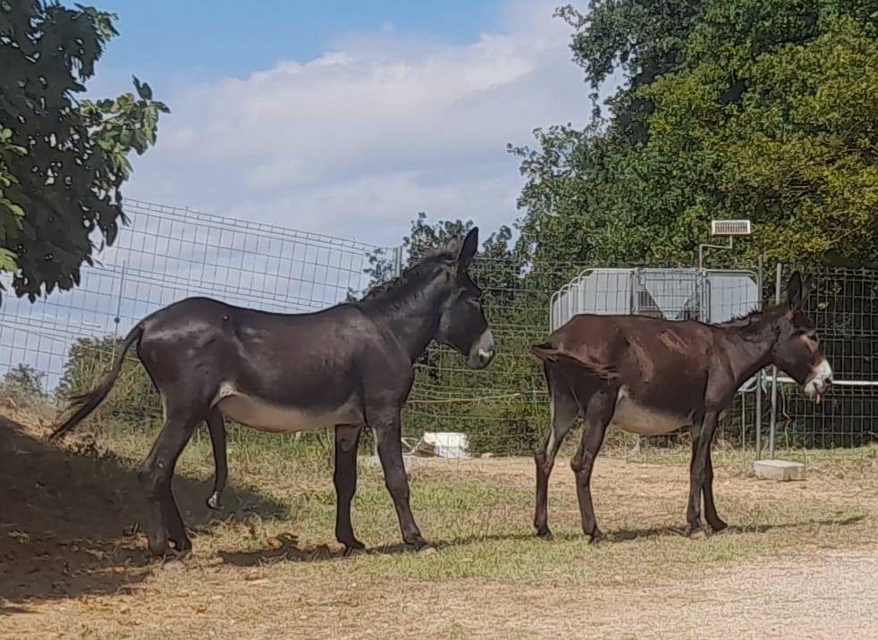 Asno Catalan In vendita 2020 Nero
