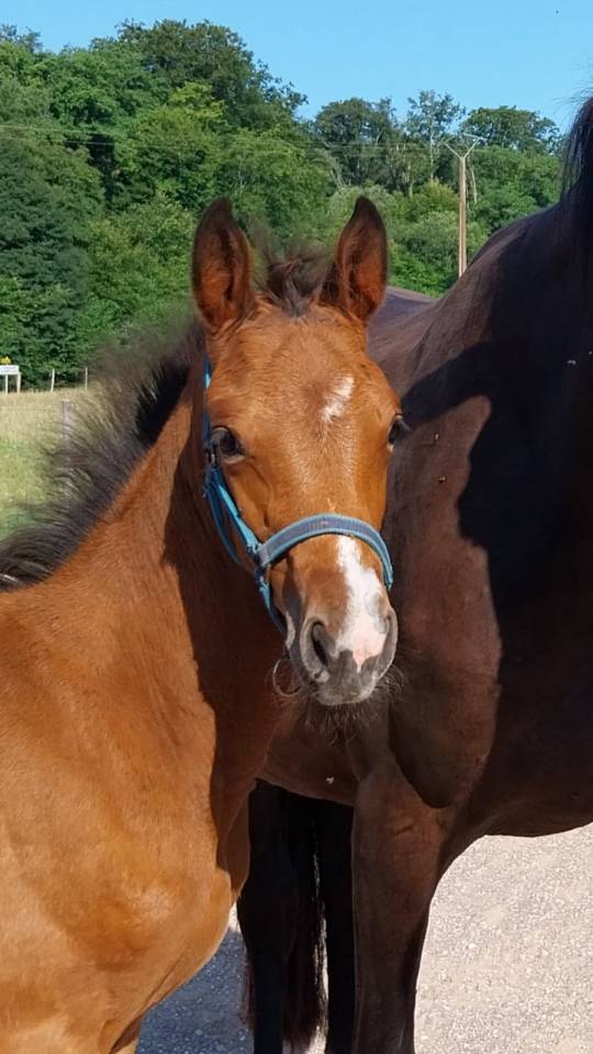 Puledra Sella Francese In vendita 2025 Baio ,  KARAGANDA SEMILLY