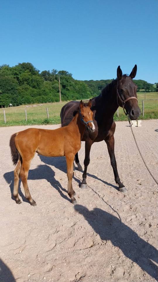 Puledra Sella Francese In vendita 2025 Baio ,  KARAGANDA SEMILLY