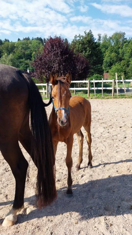 Puledra Sella Francese In vendita 2025 Baio ,  KARAGANDA SEMILLY