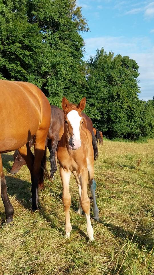 Puledro Origine non conosciuta  In vendita 2025 Pezzato ,  Kilimandjaro Semilly