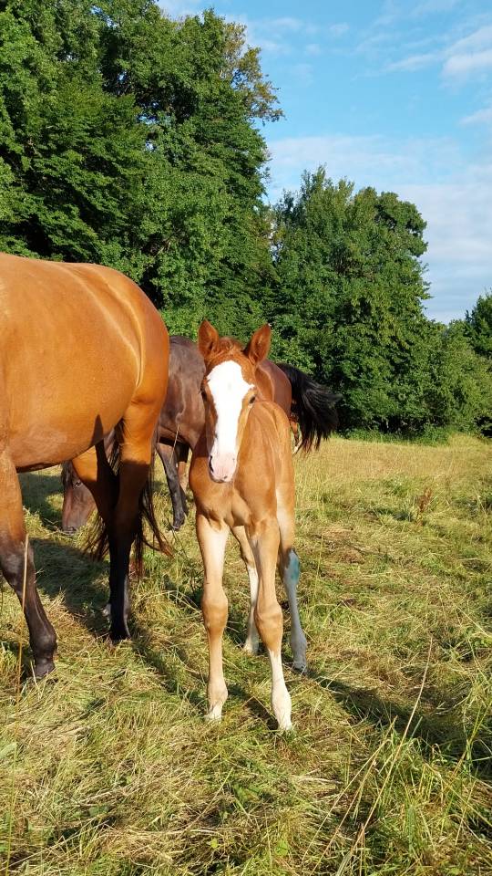 Puledro Origine non conosciuta  In vendita 2025 Pezzato ,  Kilimandjaro Semilly