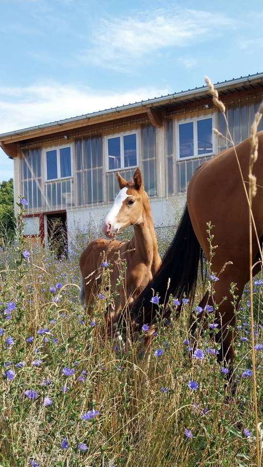 Puledro Origine non conosciuta  In vendita 2025 Pezzato ,  Kilimandjaro Semilly