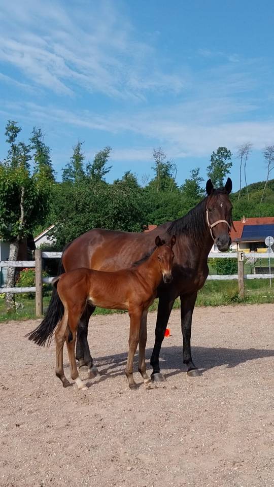 Puledro Origine non conosciuta  In vendita 2025 Baio scuro ,  Coeur de Lieffroy