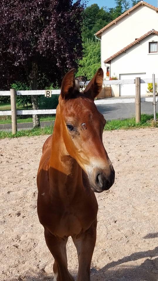 Puledro Origine non conosciuta  In vendita 2025 Baio scuro ,  Coeur de Lieffroy