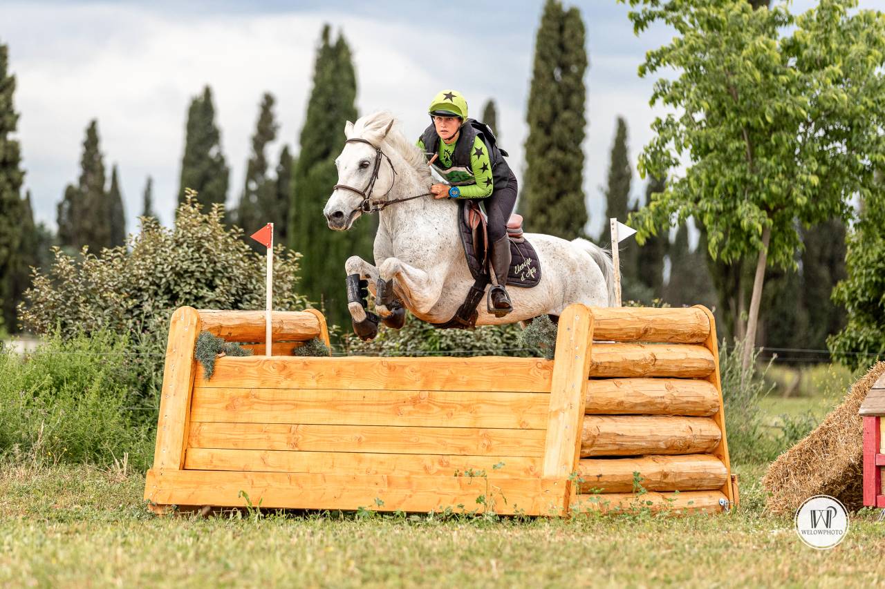 Castrone Connemara In vendita 2015 Grigio ,  ADAGIO PONTHOUAR