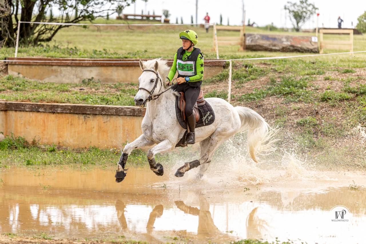 Castrone Connemara In vendita 2015 Grigio ,  ADAGIO PONTHOUAR