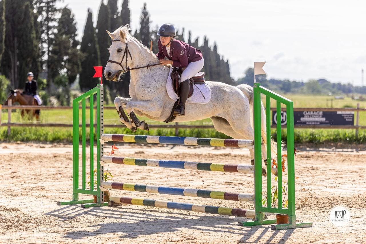 Castrone Connemara In vendita 2015 Grigio ,  ADAGIO PONTHOUAR