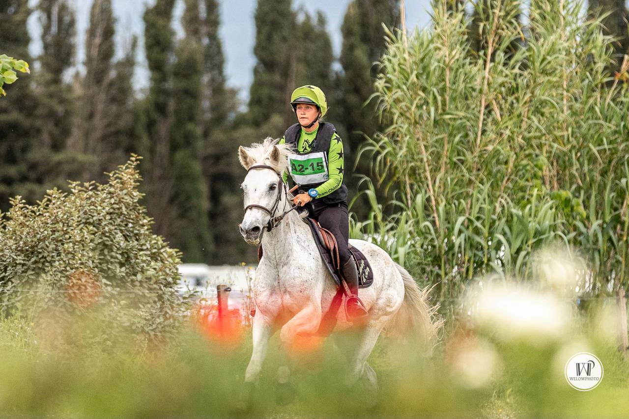 Castrone Connemara In vendita 2015 Grigio ,  ADAGIO PONTHOUAR