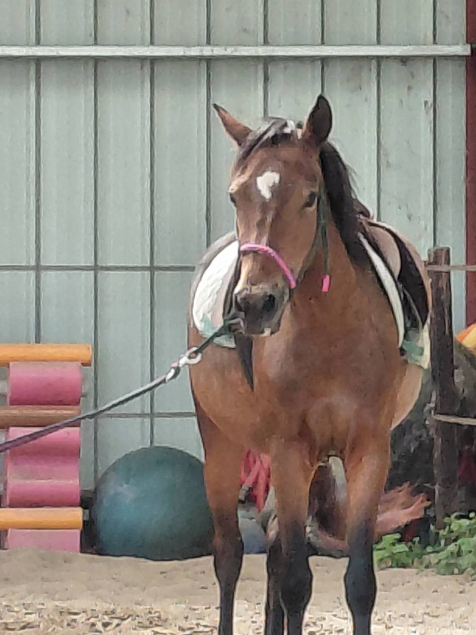 Cavalla New Forest In vendita 2022 Baio ,  Izaro de Bedou