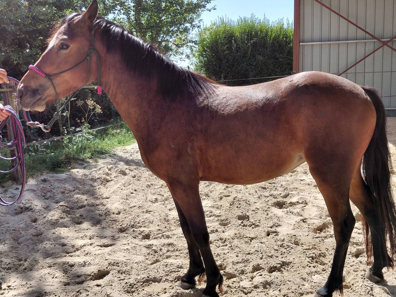 Cavalla New Forest In vendita 2022 Baio ,  Izaro de Bedou