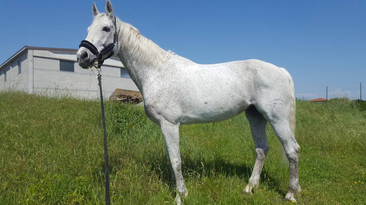 Cavalla tedesca anno 2002