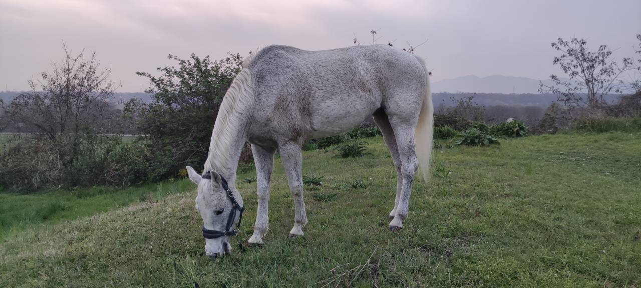 Cavalla tedesca anno 2002