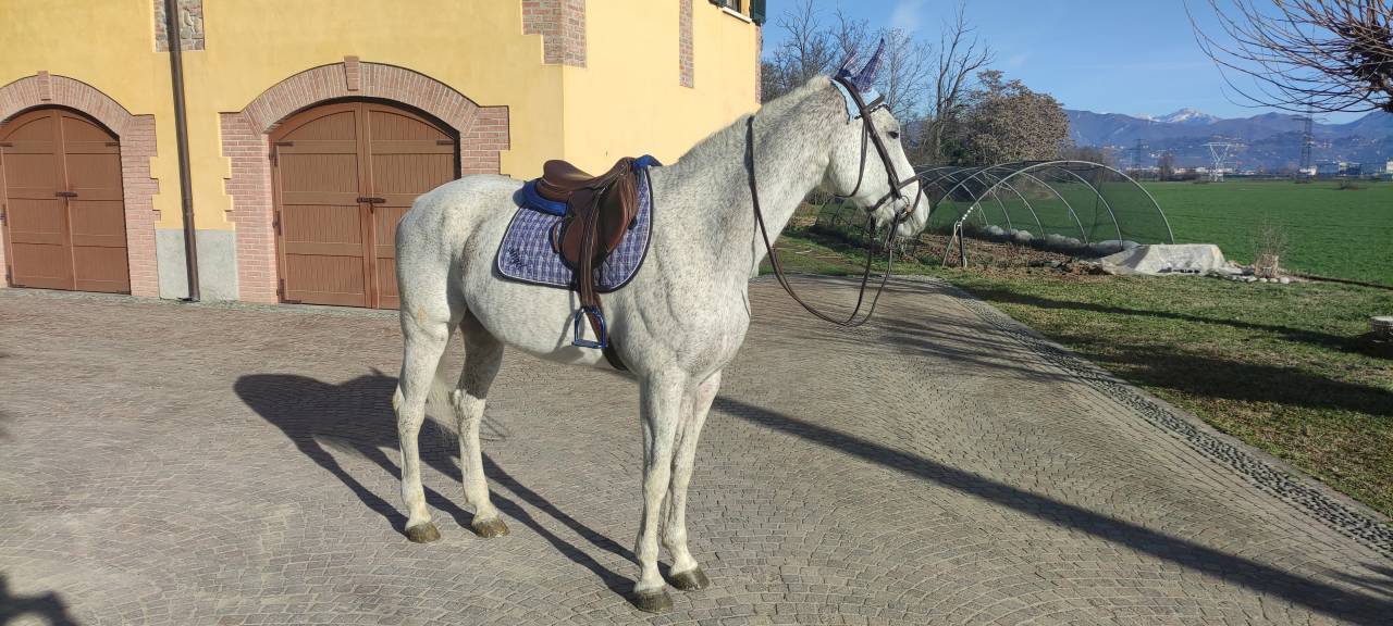 Cavalla tedesca anno 2002