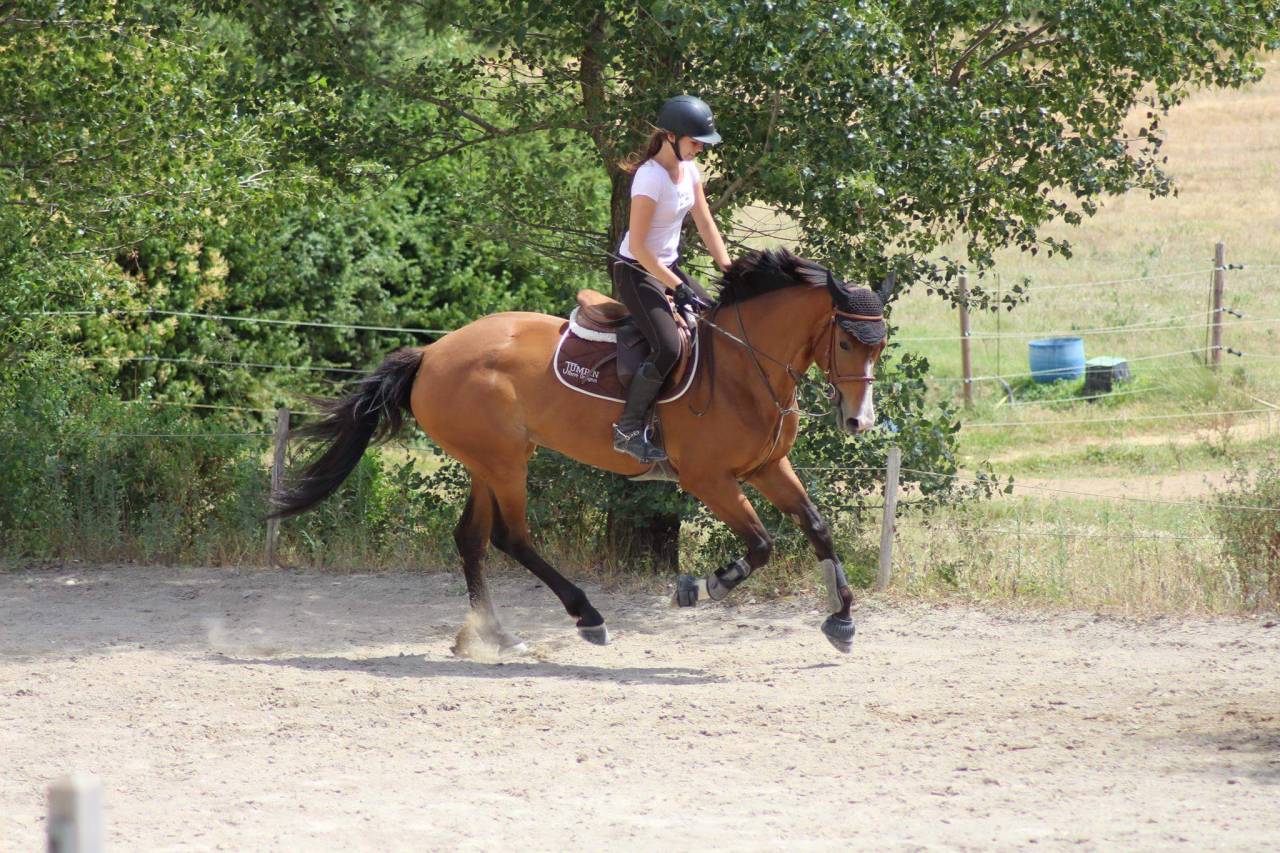 Cavalla Sella Francese In vendita 2008 Baio ,  JENNY DE LA CENSE