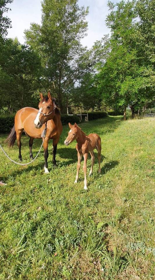 Cavalla Sella Francese In vendita 2008 Baio ,  JENNY DE LA CENSE