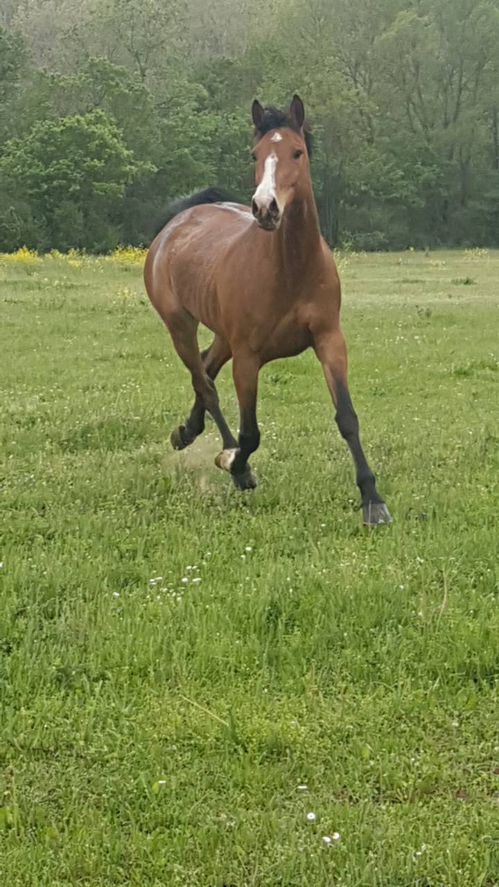Cavalla Sella Francese In vendita 2008 Baio ,  JENNY DE LA CENSE