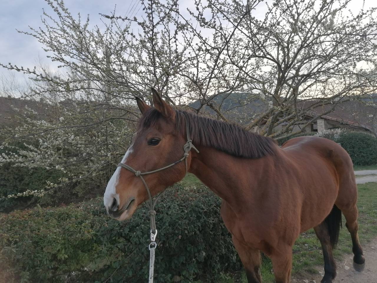 Cavalla Sella Francese In vendita 2008 Baio ,  JENNY DE LA CENSE