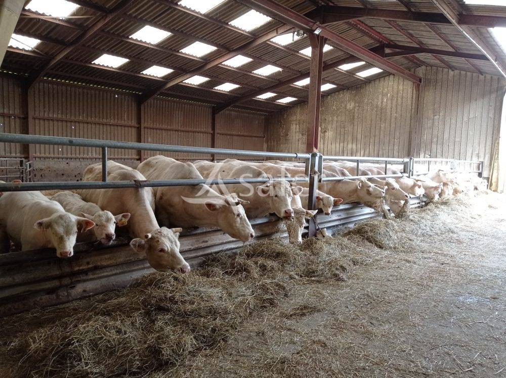 Azienda forestale In vendita Saône-et-Loire